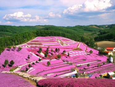 福祿考（芝櫻）