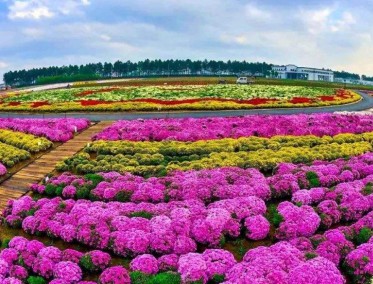 花卉造型