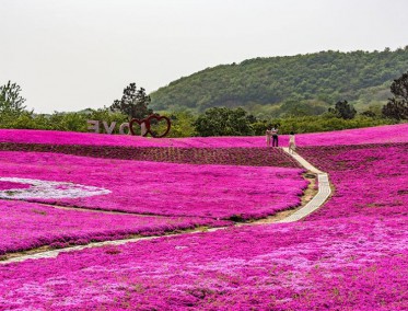 芝櫻花海