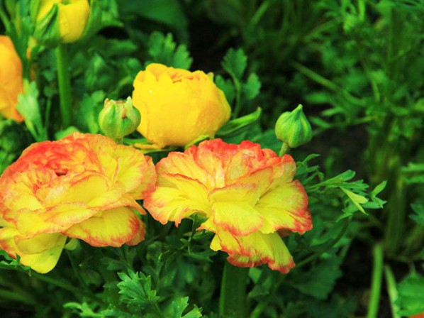 芹葉牡丹
