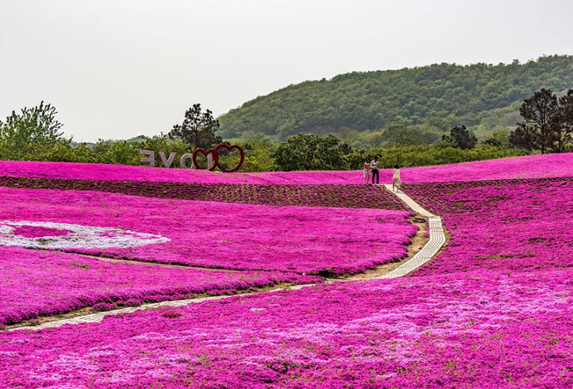 芝櫻花海