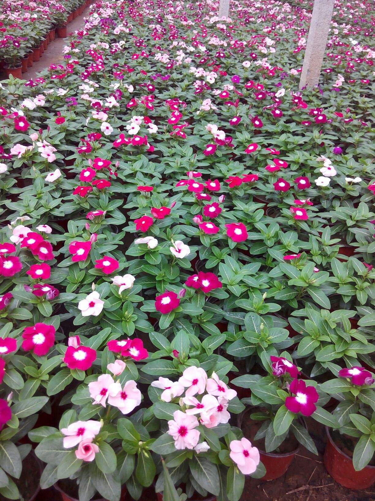 長(zhǎng)春花